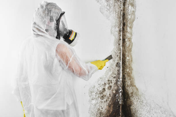 Best Home Mold Removal  in Tioga, TX