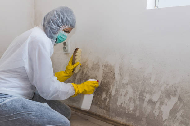 Best Mold Damage Repair  in Tioga, TX