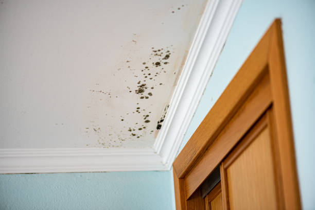 Best Residential Mold Removal  in Tioga, TX