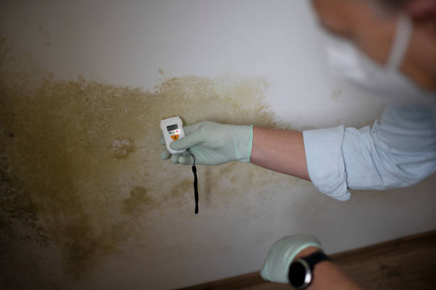 Best Certified Mold Removal  in Tioga, TX