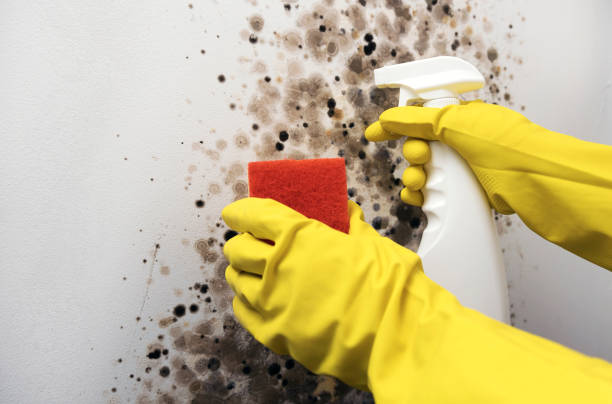Professional Mold Removal in Tioga, TX