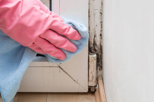 Best Professional Mold Removal  in Tioga, TX